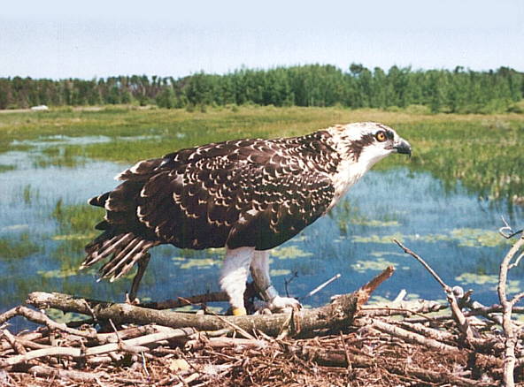 El Águila Pescadora, adaptada a la caza en el agua