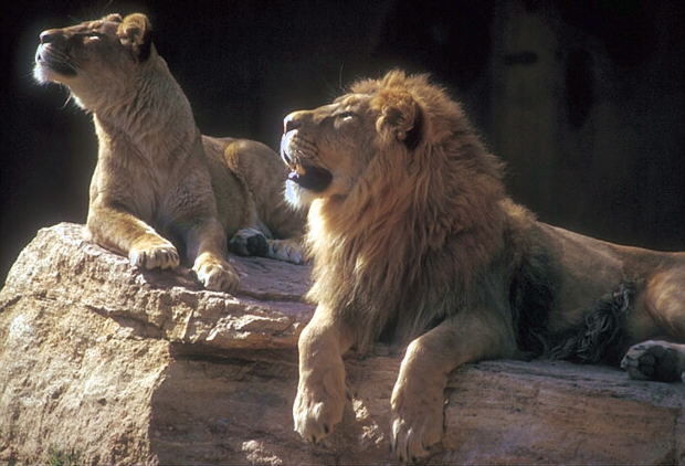 Foto de una pareja de leones