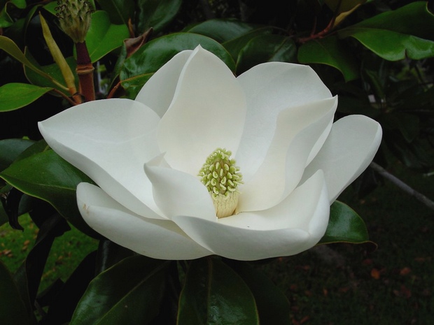 El desparpajo de la magnolia