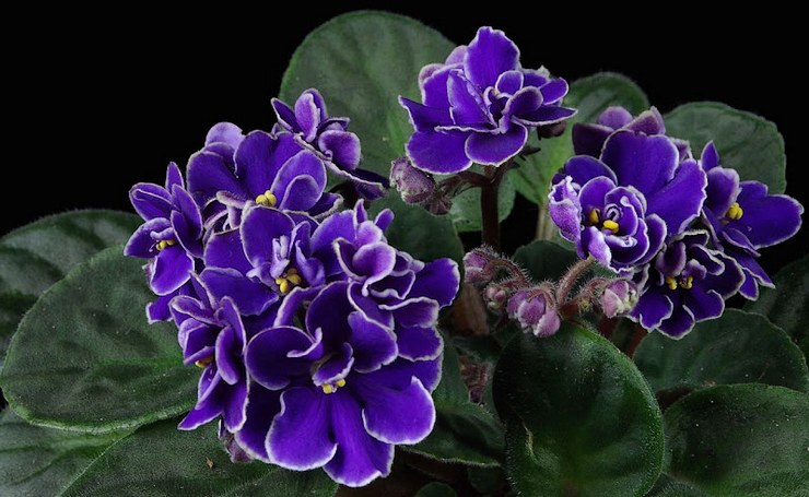 Fotografía de plantas: la colorida violeta africana